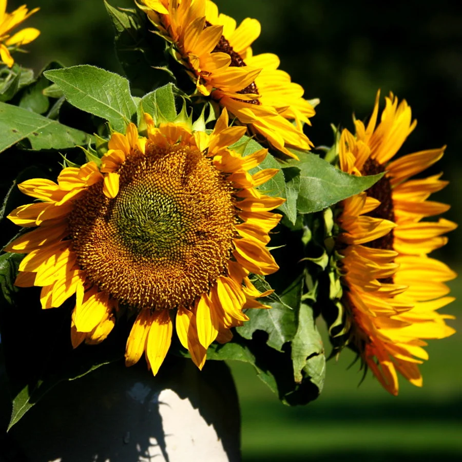 Girasoles